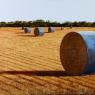 Moving Sale, Ivan Goodacre, Hay Bails