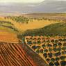 Duncan Stothart, Olive Grove