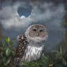 Sally Aurisch, Owl at Twilight Sally Aurisch, Owl at Twilight