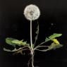 Lucinda Chambers, Dandelion (wishes come true)